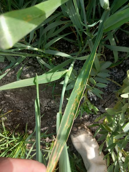 صنف قمح جميزة ١١ في نطاق الغربية